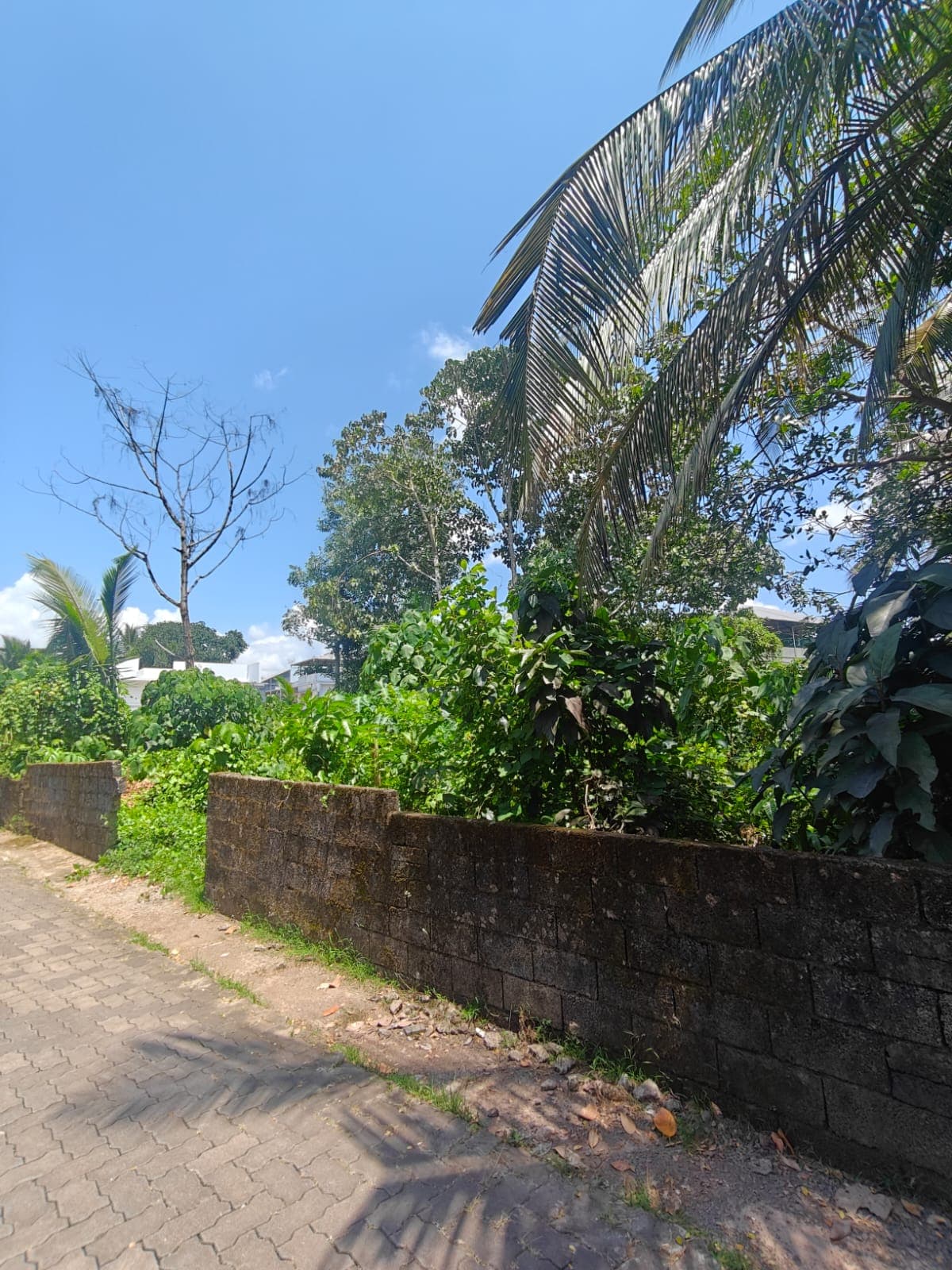 Padamughal Eastern Villa 10 Cent Land — Residential Land in Padamughal, Ernakulam